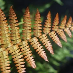 Perfect Plants All Shrubs & Hedges Dryopteris Autumn Fern Shrub 11 Perfect Plants All Shrubs & Hedges Dryopteris Autumn Fern Shrub