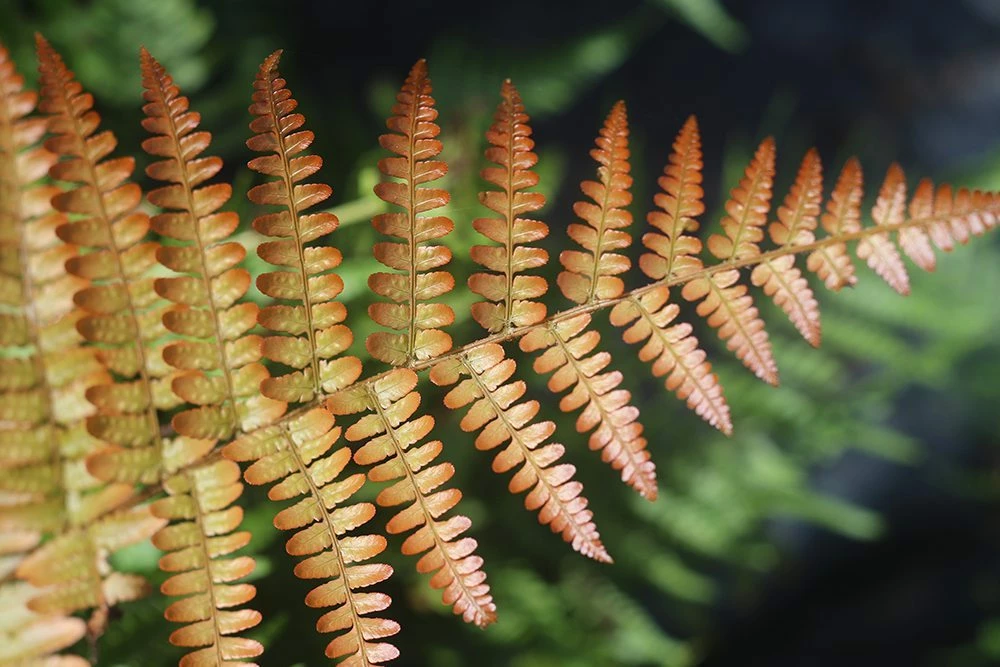 Perfect Plants All Shrubs & Hedges Dryopteris Autumn Fern Shrub 5 Perfect Plants All Shrubs & Hedges Dryopteris Autumn Fern Shrub