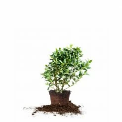 Perfect Plants All Shrubs & Hedges Dwarf Burford Holly