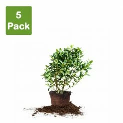 Perfect Plants All Shrubs & Hedges Dwarf Burford Holly