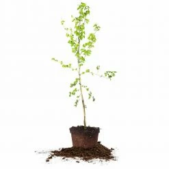 Perfect Plants Berry Bushes Dwarf Everbearing Mulberry Tree