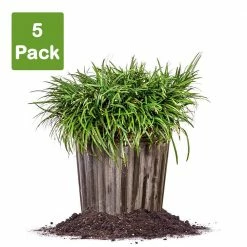 Perfect Plants Dwarf Mondo Grass Shrub