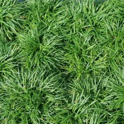 Perfect Plants Dwarf Mondo Grass Shrub