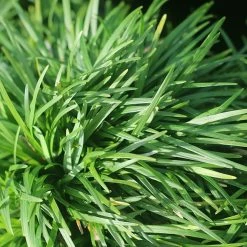 Perfect Plants Dwarf Mondo Grass Shrub