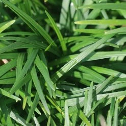 Perfect Plants Dwarf Mondo Grass Shrub