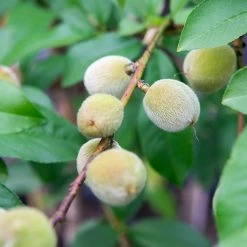 Perfect Plants Early Elberta Peach Tree