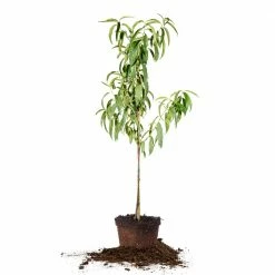 Perfect Plants Early Elberta Peach Tree