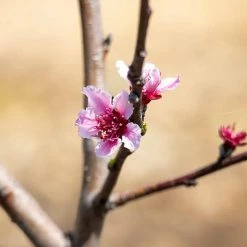 Perfect Plants Early Elberta Peach Tree