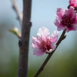 Perfect Plants Early Elberta Peach Tree