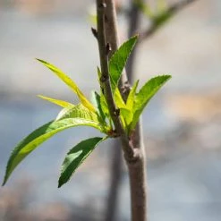 Perfect Plants Early Elberta Peach Tree