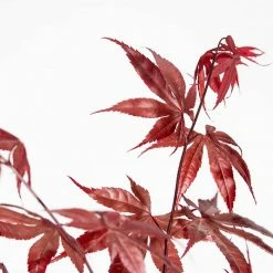 Perfect Plants Red Emperor Japanese Maple Tree