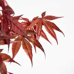 Perfect Plants Red Emperor Japanese Maple Tree