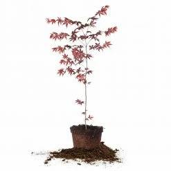 Perfect Plants Red Emperor Japanese Maple Tree