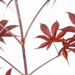 Perfect Plants Red Emperor Japanese Maple Tree