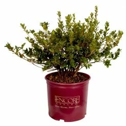 Perfect Plants Autumn Angel® Encore® Azalea Shrub