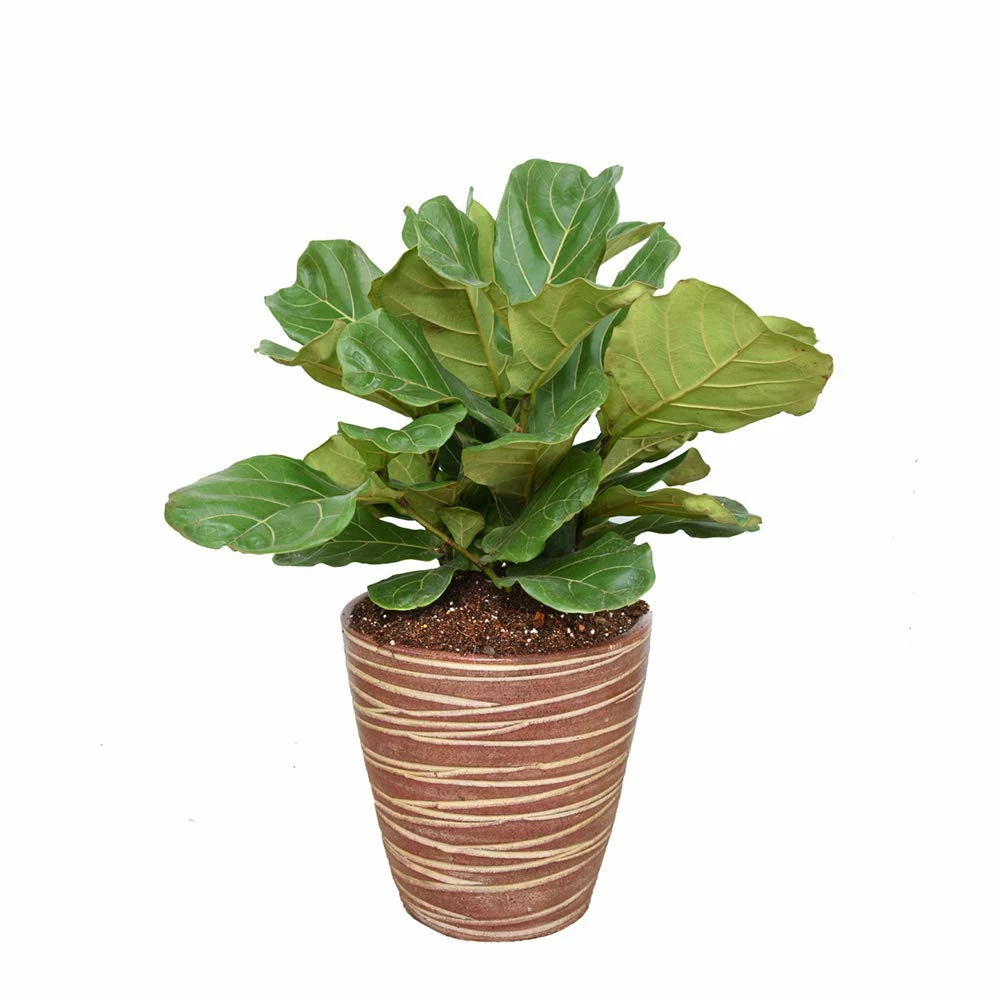 Perfect Plants Fiddle Leaf Fig Soil |View All 2 Perfect Plants Fiddle Leaf Fig Soil |View All