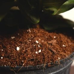 Perfect Plants Fiddle Leaf Fig Soil |View All 7 Perfect Plants Fiddle Leaf Fig Soil |View All