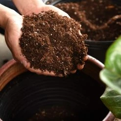 Perfect Plants Fiddle Leaf Fig Soil |View All 8 Perfect Plants Fiddle Leaf Fig Soil |View All