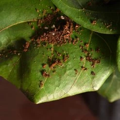 Perfect Plants Fiddle Leaf Fig Soil |View All 9 Perfect Plants Fiddle Leaf Fig Soil |View All