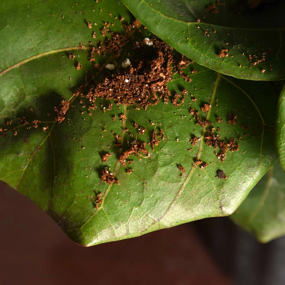 Perfect Plants Fiddle Leaf Fig Soil |View All 5 Perfect Plants Fiddle Leaf Fig Soil |View All