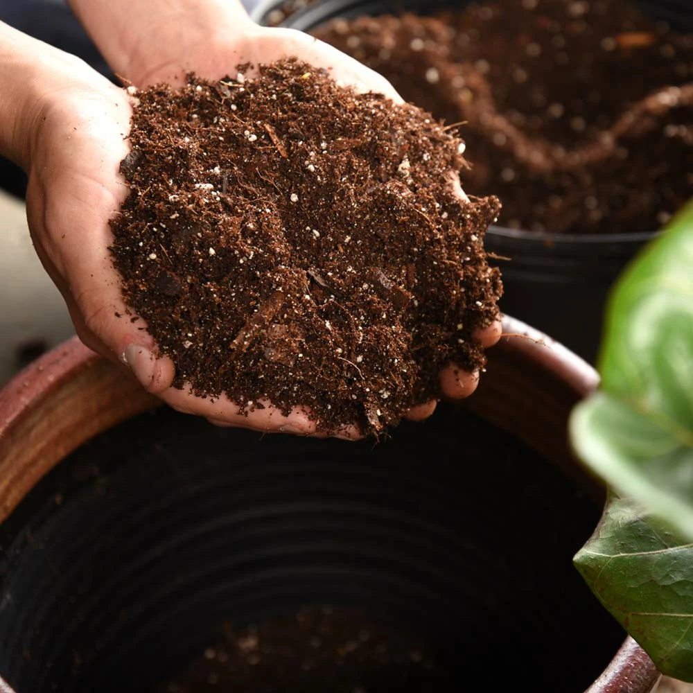 Perfect Plants Fiddle Leaf Fig Soil |View All 4 Perfect Plants Fiddle Leaf Fig Soil |View All