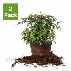 Perfect Plants Dwarf Nandina ‘Firepower’ Shrub All Shrubs & Hedges