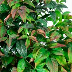 Perfect Plants Dwarf Nandina ‘Firepower’ Shrub All Shrubs & Hedges