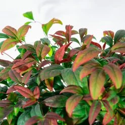 Perfect Plants Dwarf Nandina ‘Firepower’ Shrub All Shrubs & Hedges