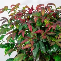 Perfect Plants Dwarf Nandina ‘Firepower’ Shrub All Shrubs & Hedges
