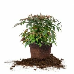 Perfect Plants Dwarf Nandina ‘Firepower’ Shrub All Shrubs & Hedges