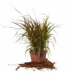 Perfect Plants Liriope Shrubs Fireworks Fountain Grass Shrub