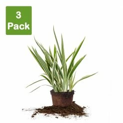 Perfect Plants Variegated Flax Lily Shrub Liriope Shrubs