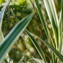Perfect Plants Variegated Flax Lily Shrub Liriope Shrubs