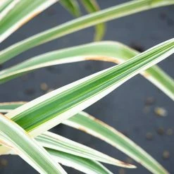 Perfect Plants Variegated Flax Lily Shrub Liriope Shrubs
