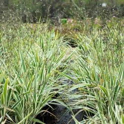 Perfect Plants Variegated Flax Lily Shrub Liriope Shrubs