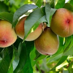 Perfect Plants Flordacrest Peach Tree