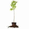 Perfect Plants Flordahome Pear Tree
