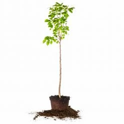 Perfect Plants Flordahome Pear Tree