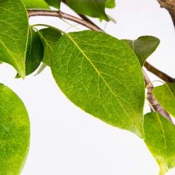 Perfect Plants Flordahome Pear Tree