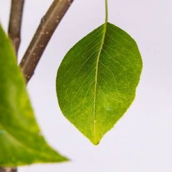 Perfect Plants Flordahome Pear Tree
