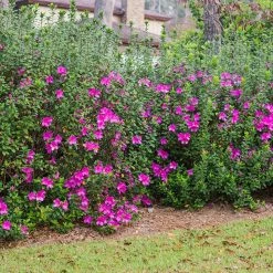 Perfect Plants Formosa Azalea Shrub All Shrubs & Hedges