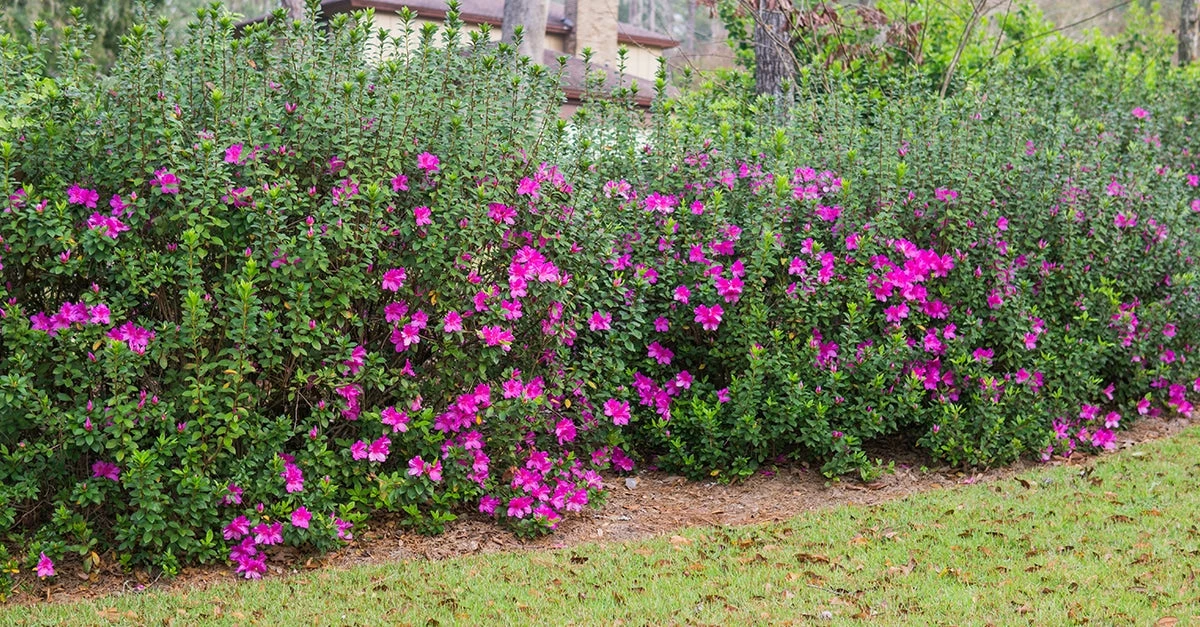 Perfect Plants Formosa Azalea Shrub All Shrubs & Hedges 2 Perfect Plants Formosa Azalea Shrub All Shrubs & Hedges