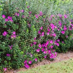 Perfect Plants Formosa Azalea Shrub All Shrubs & Hedges 12 Perfect Plants Formosa Azalea Shrub All Shrubs & Hedges