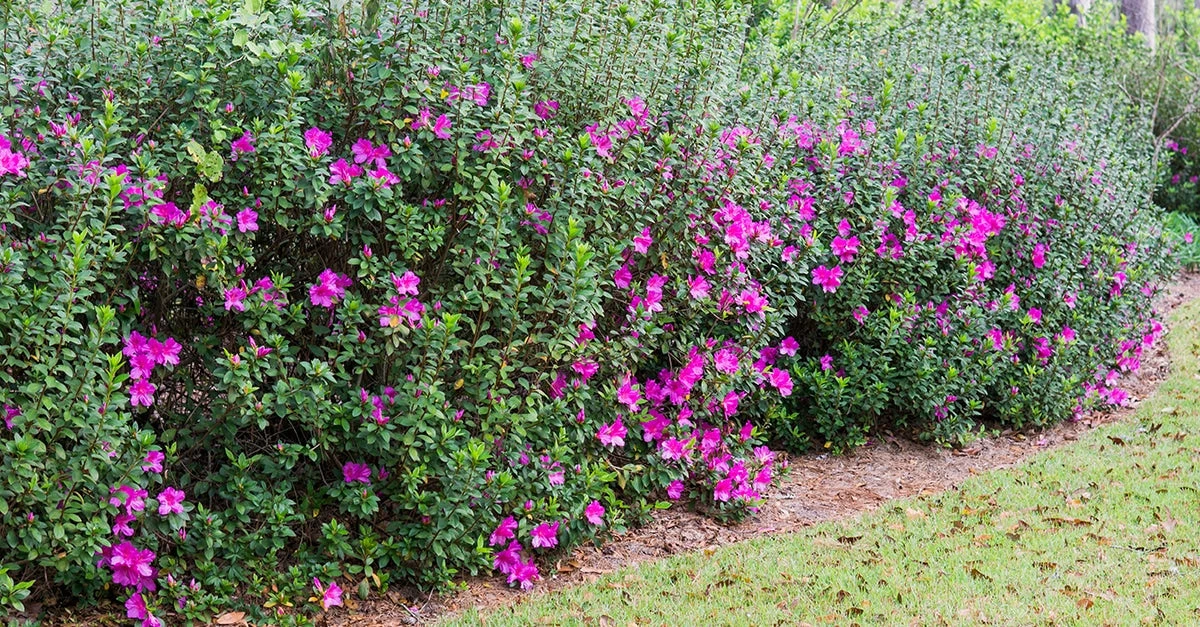 Perfect Plants Formosa Azalea Shrub All Shrubs & Hedges 3 Perfect Plants Formosa Azalea Shrub All Shrubs & Hedges