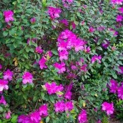 Perfect Plants Formosa Azalea Shrub All Shrubs & Hedges 13 Perfect Plants Formosa Azalea Shrub All Shrubs & Hedges