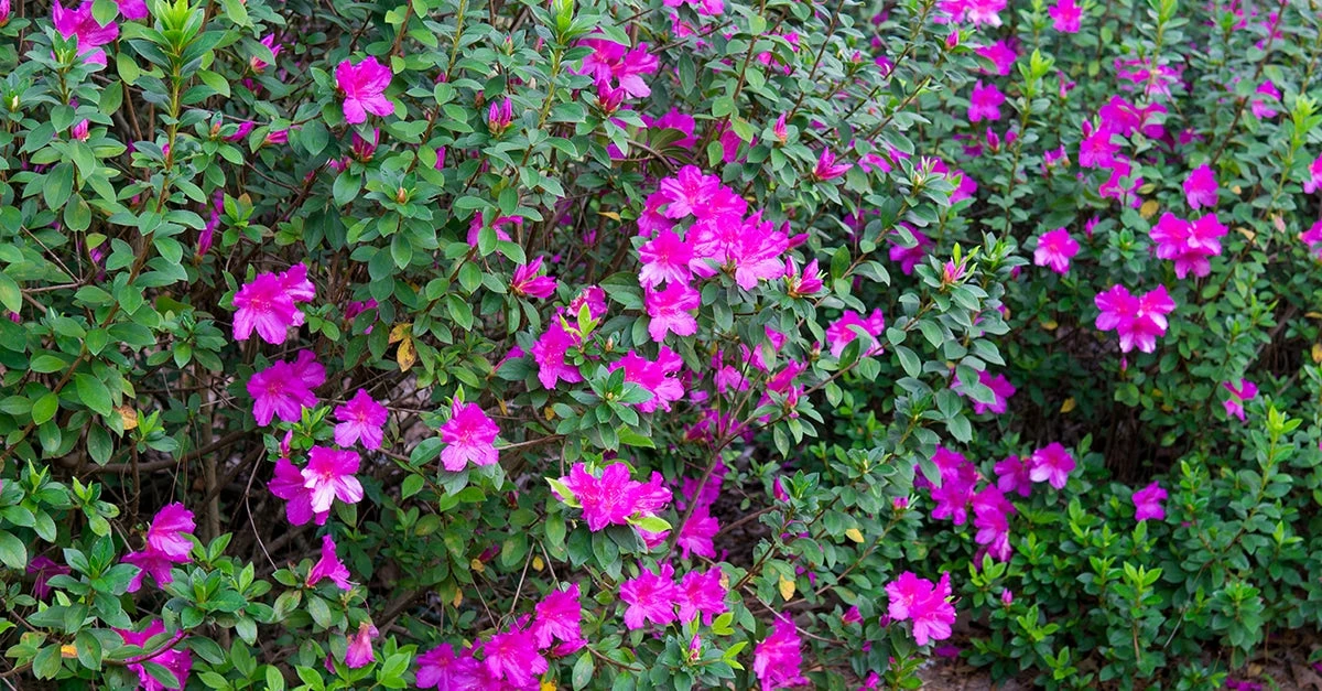 Perfect Plants Formosa Azalea Shrub All Shrubs & Hedges 4 Perfect Plants Formosa Azalea Shrub All Shrubs & Hedges