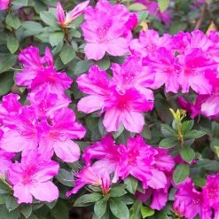 Perfect Plants Formosa Azalea Shrub All Shrubs & Hedges 14 Perfect Plants Formosa Azalea Shrub All Shrubs & Hedges