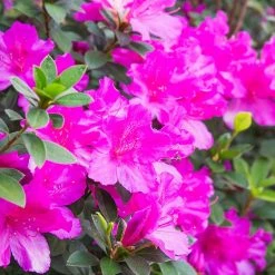 Perfect Plants Formosa Azalea Shrub All Shrubs & Hedges 15 Perfect Plants Formosa Azalea Shrub All Shrubs & Hedges