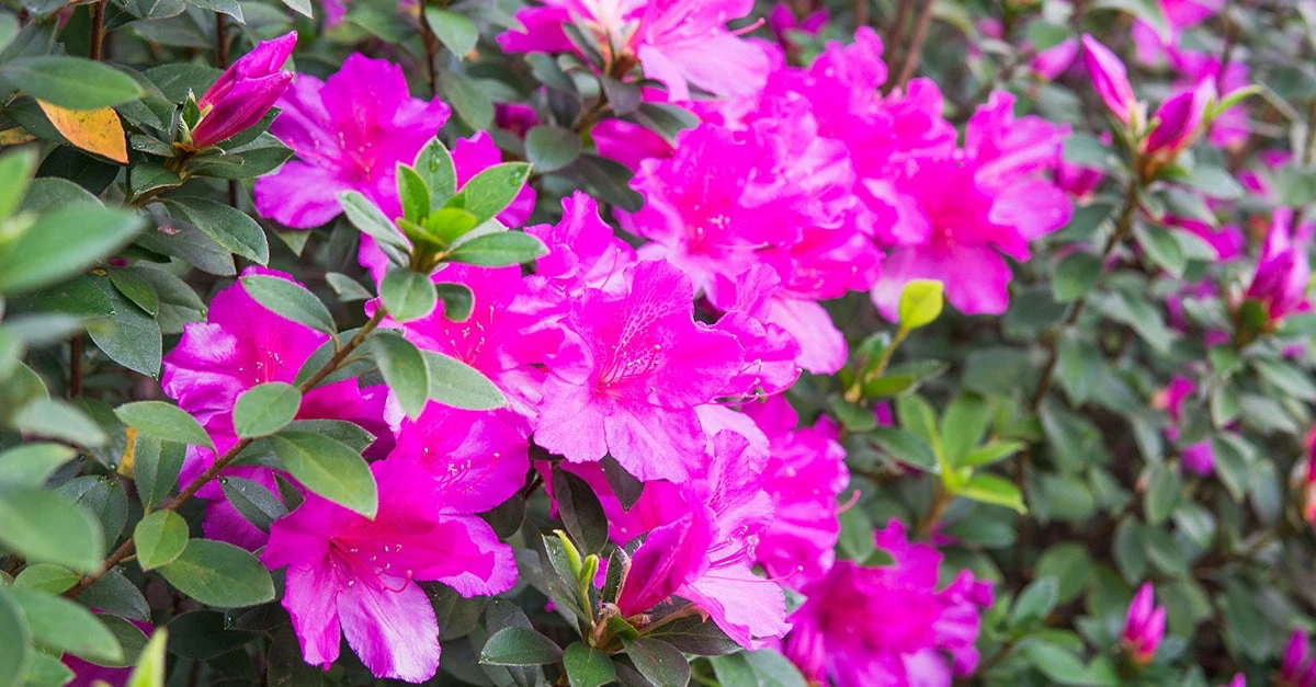 Perfect Plants Formosa Azalea Shrub All Shrubs & Hedges 6 Perfect Plants Formosa Azalea Shrub All Shrubs & Hedges
