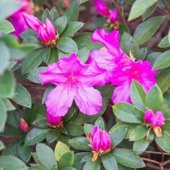 Perfect Plants Formosa Azalea Shrub All Shrubs & Hedges 16 Perfect Plants Formosa Azalea Shrub All Shrubs & Hedges